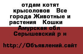 отдам котят крысоловов - Все города Животные и растения » Кошки   . Амурская обл.,Серышевский р-н